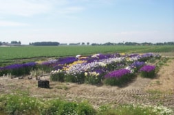 Hybriding Iris